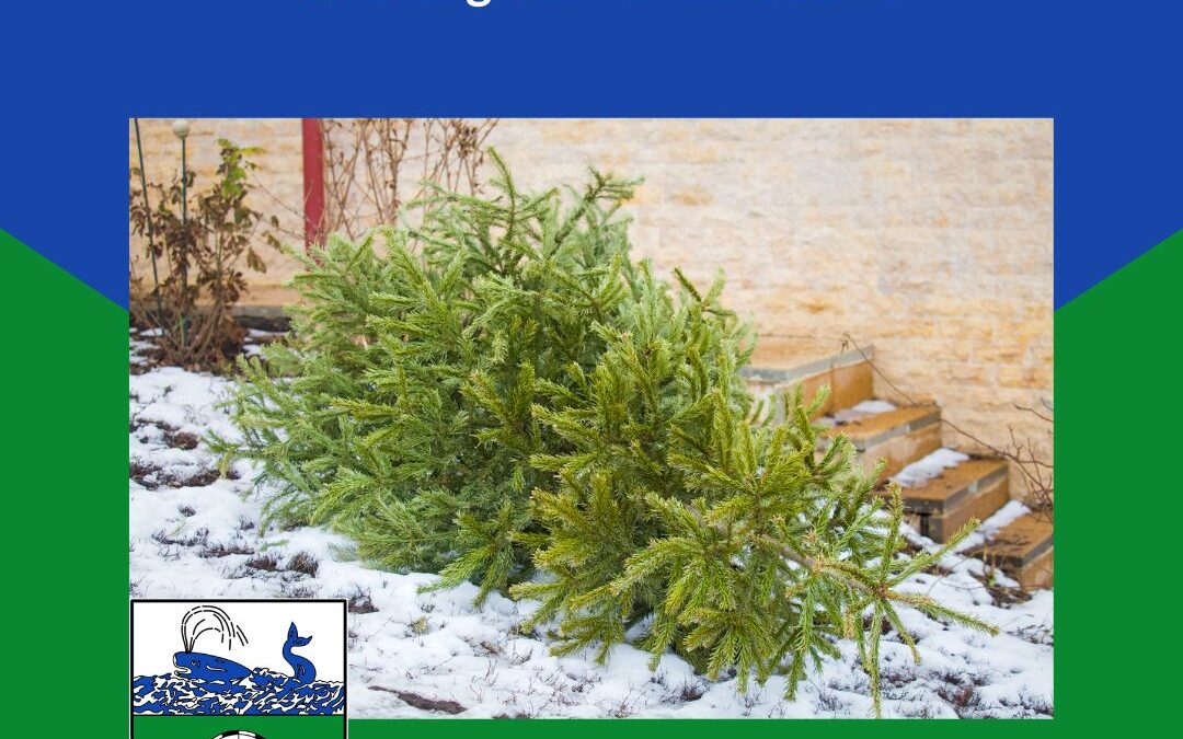 List: Abholung der Weihnachtsbäume in der Gemeinde List