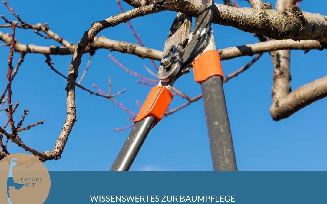 Inselverwaltung Sylt weist auf Verbot von Kappungen hin und informiert über fachgerechte Baumpflege
