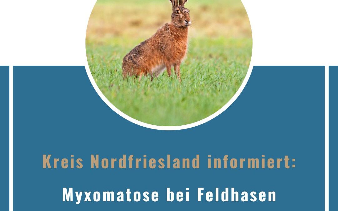 Kreis NF: Myxomatose bei Feldhasen auch in Nordfriesland angekommen