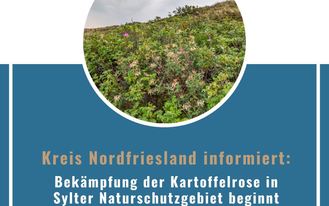 Kreis NF: Bekämpfung der Kartoffelrose in Sylter Naturschutzgebiet beginnt