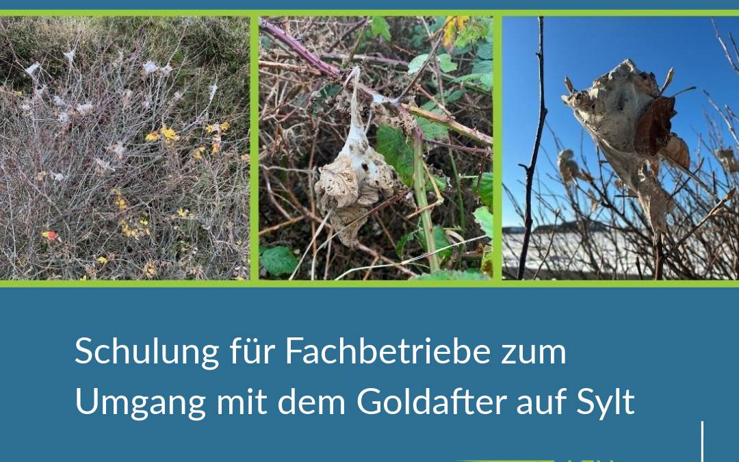 Kurzfristig freie Plätze: Schulung für Fachbetriebe zum Umgang mit dem Goldafter auf Sylt