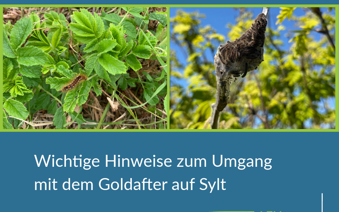 Goldafter auf Sylt: Inselverwaltung informiert über Entwicklung und richtiges Verhalten